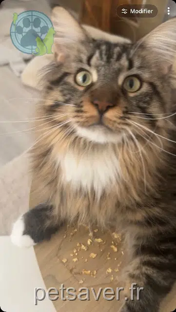 gato perdido Ajaccio Rajah gato lost Ajaccio Rajah