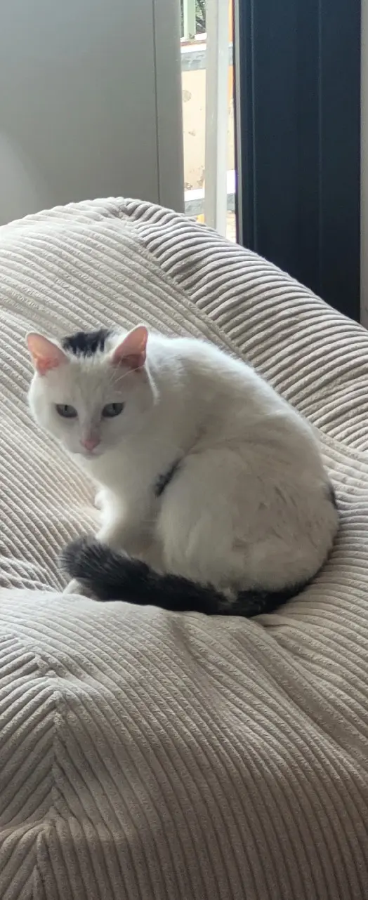 Chat Perdu 2A Corse-du-Sud Ajaccio Chat Perdu 2A Corse-du-Sud Ajaccio