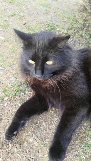 chat lost   20111 Calcatoggio Scar