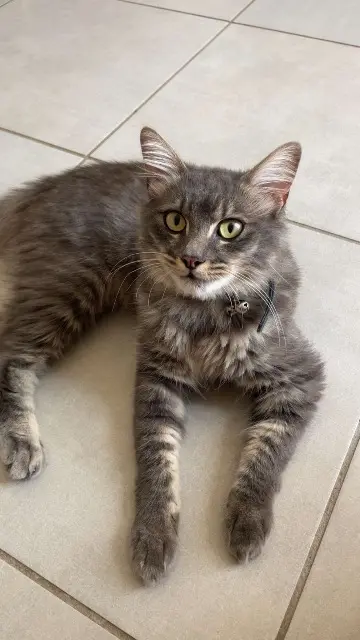 chat lost   20166 Pietrosella Ghju