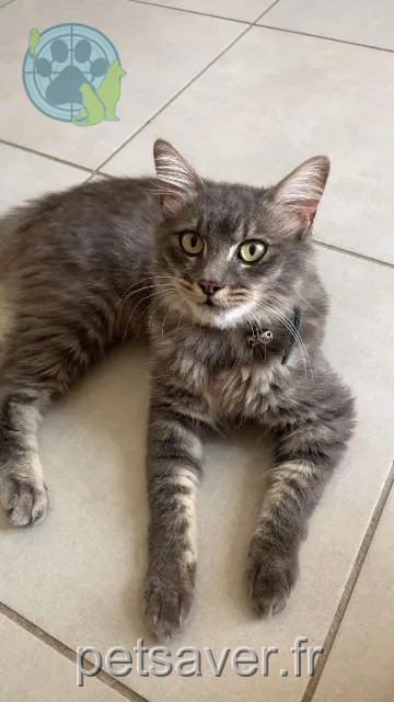 Kater vermisst 20166 Pietrosella Ghju Kater lost 20166 Pietrosella Ghju