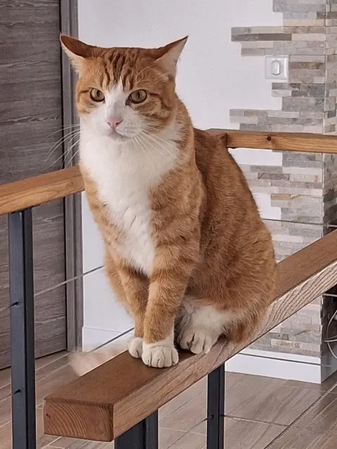 chat lost   20167 Peri Oscar