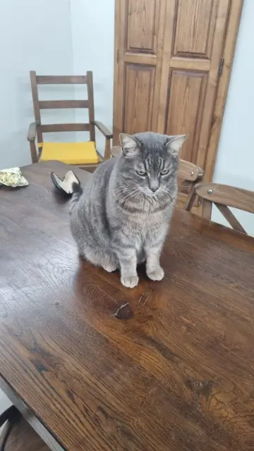 chat lost   20140 Serra-di-Ferro Pouloulou