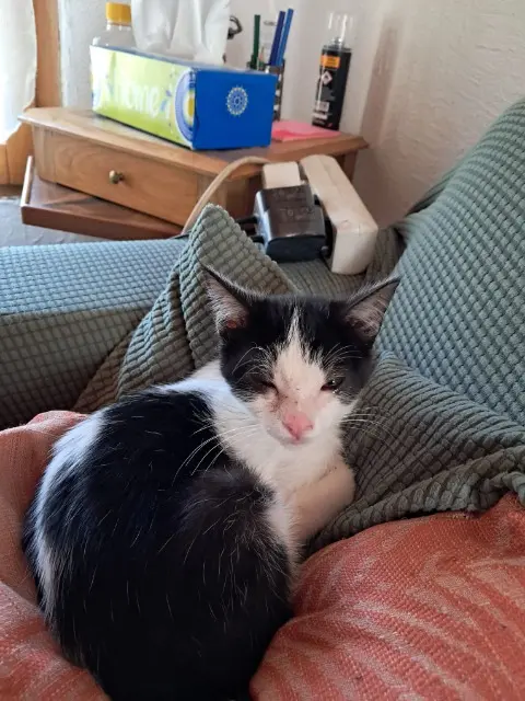 chat lost   20620 Biguglia Aldo