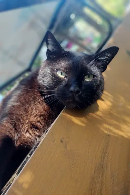 chat lost   20219 Vivario Bobby