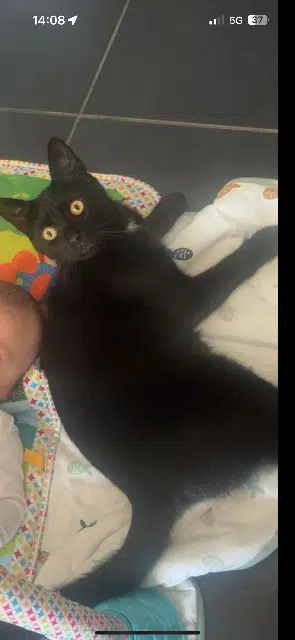 chat lost   20600 Furiani Carlito