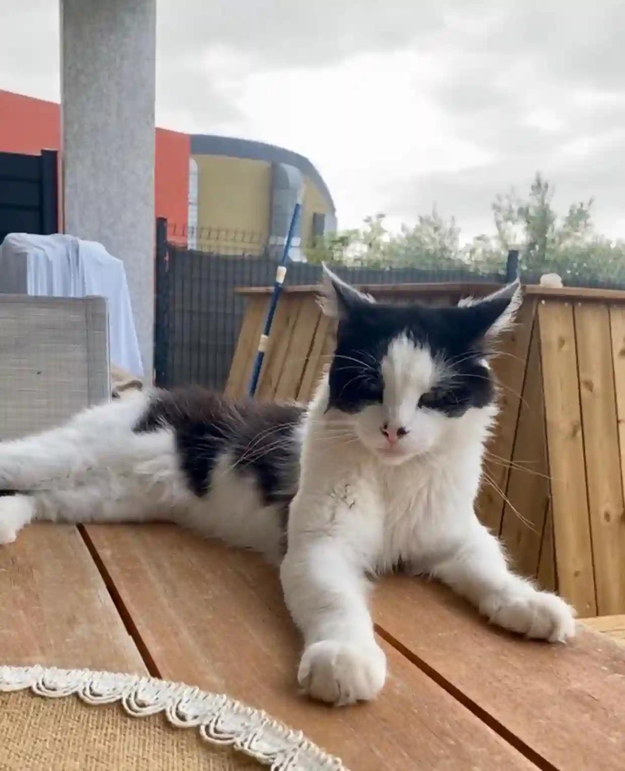 Chat Perdu 2B Haute-Corse - Chaussette Chat Perdu 2B Haute-Corse - Chaussette