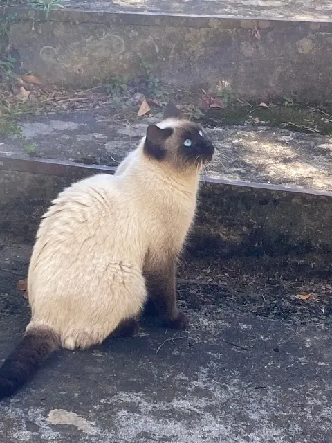 chat lost   20234 Felce Doudou