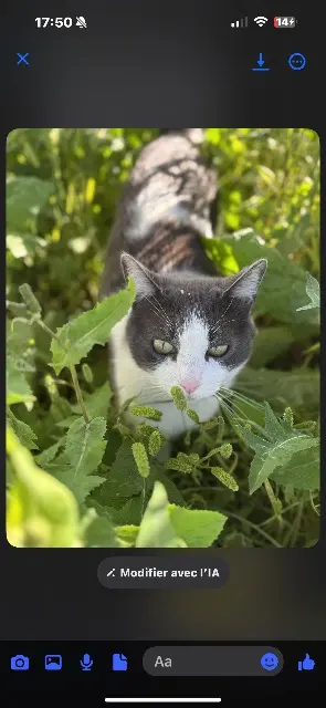 chat lost   20213 Penta-di-Casinca Doudou