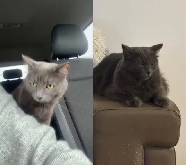 chat lost   20215 Vescovato Frate