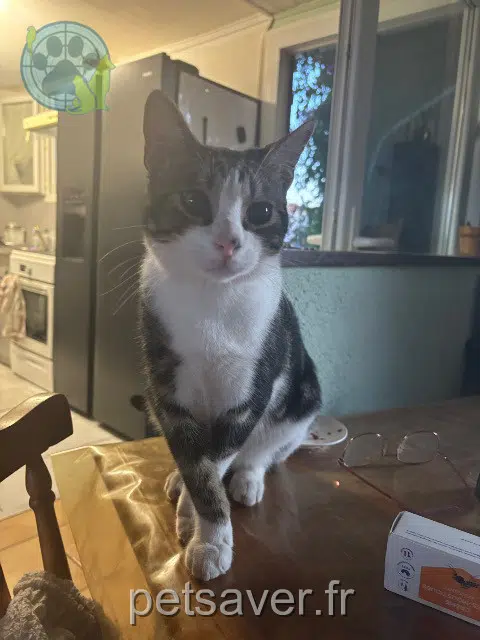 chat lost   20290 Lucciana Giulio