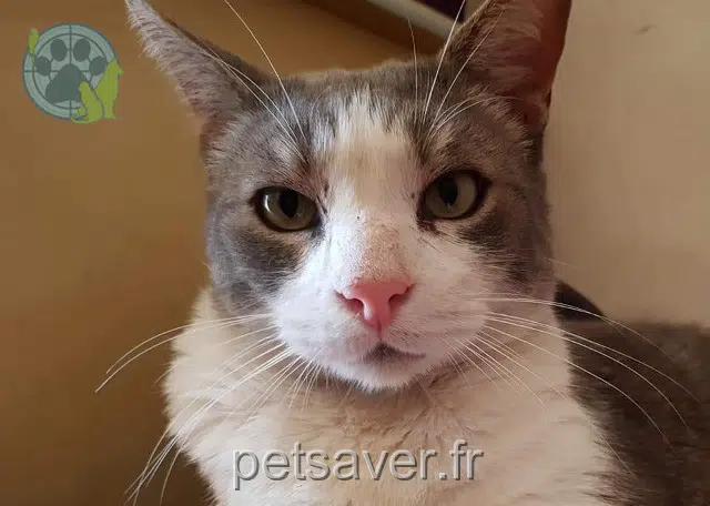 chat lost   20230 Poggio-Mezzana Guigui