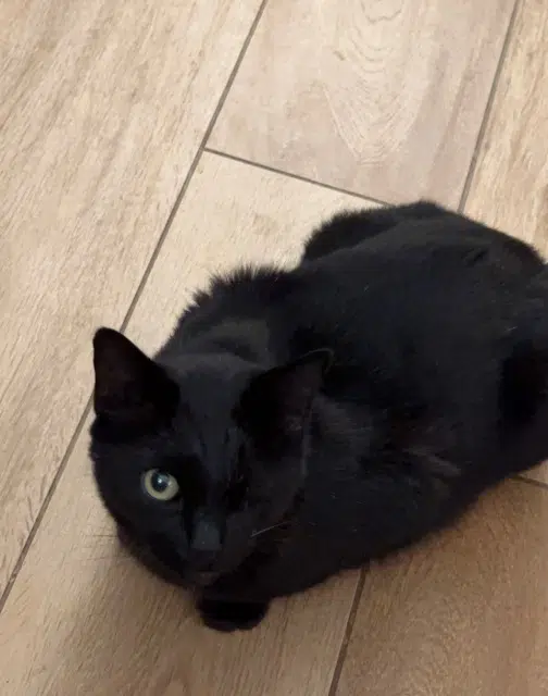 chat lost   20620 Biguglia Jook