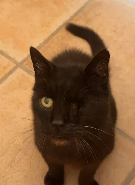 chat lost   20620 Biguglia Jordan