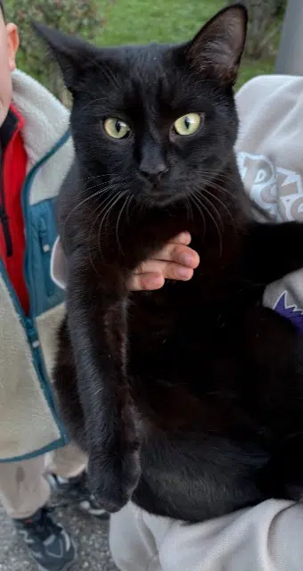 chat lost    Bastia Léon