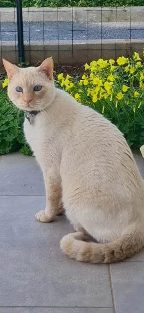chat lost   20230 Taglio-Isolaccio Marley