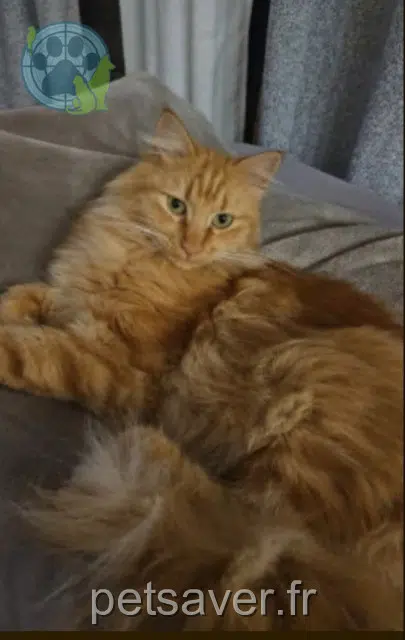 chat lost   20213 Penta-di-Casinca Nikita