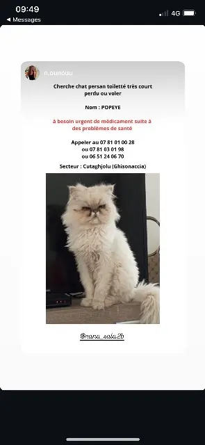 chat lost   20240 Ghisonaccia Popei