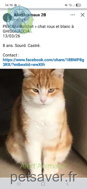 chat lost   20240 Ventiseri Ratchet