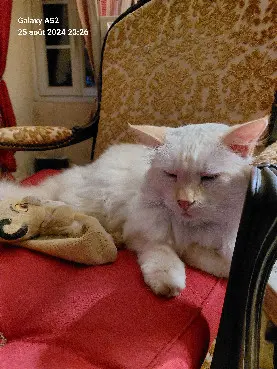 Chat Perdu 2B Haute-Corse - Romeo Chat Perdu 2B Haute-Corse - Romeo