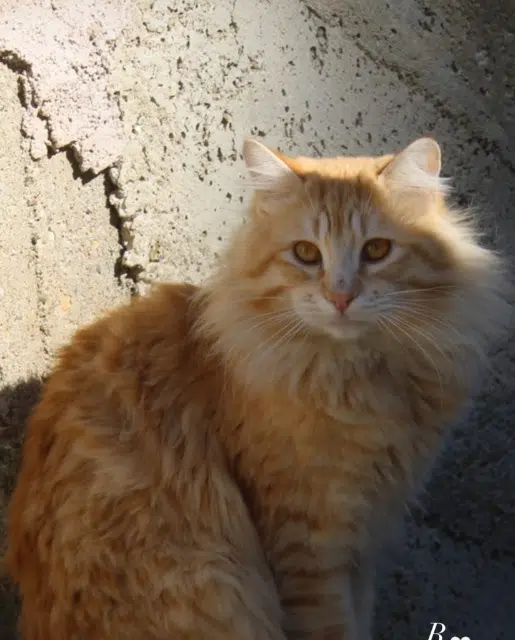 chat lost    Bastia Rossu