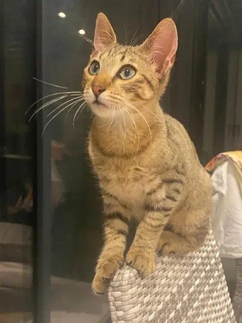 chat lost   20290 Borgo Simba