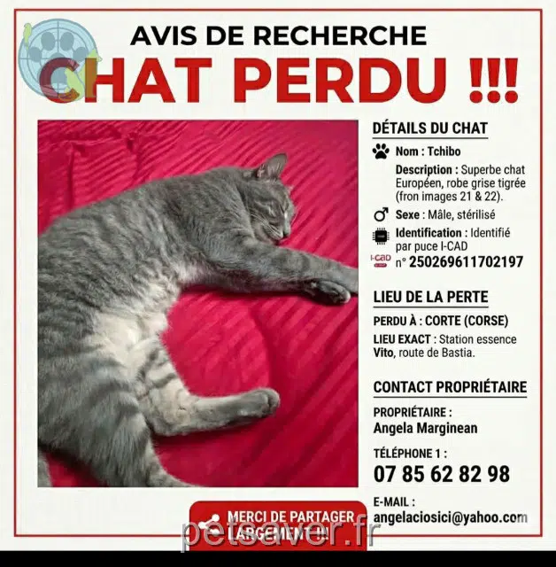 chat lost   20250 Corte Tchibo