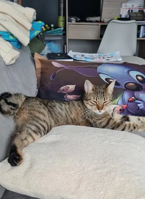 chat lost   20290 Borgo Tsuky