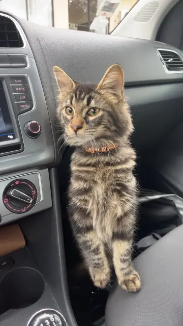 kater vermist 20290 Lucciana Vlad kater lost 20290 Lucciana Vlad