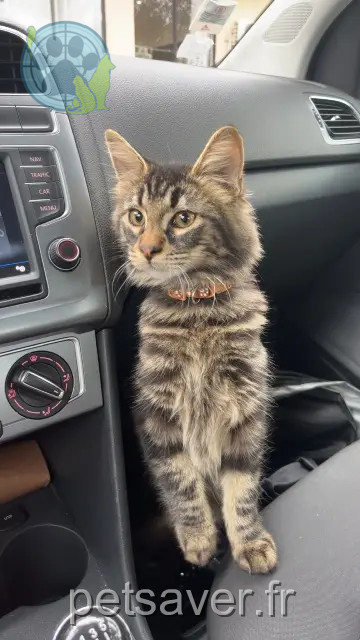 kater vermist 20290 Lucciana Vlad kater lost 20290 Lucciana Vlad