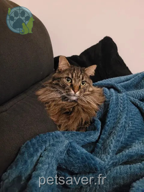 gato perdido 30190 La Rouvière Aegon gato lost 30190 La Rouvière Aegon