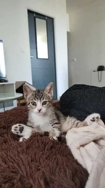 chat lost   30340 Salindres Aiko