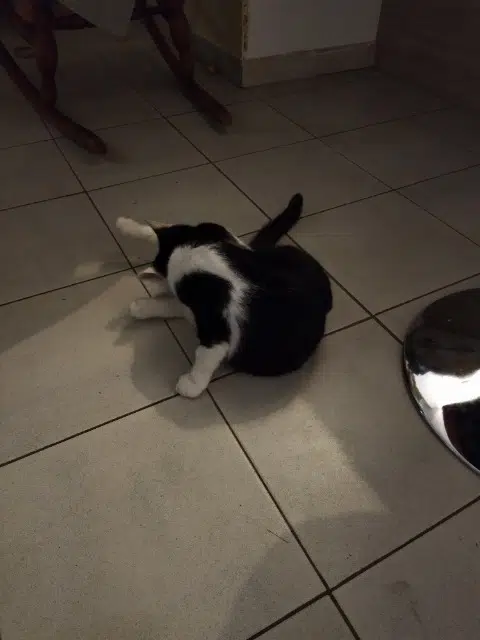 chat lost   30100 Alès Anakin