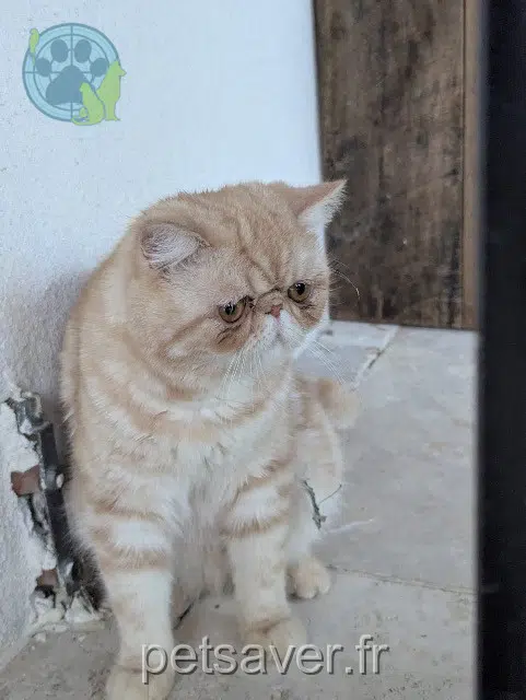 chat lost 30210 Collias Archi