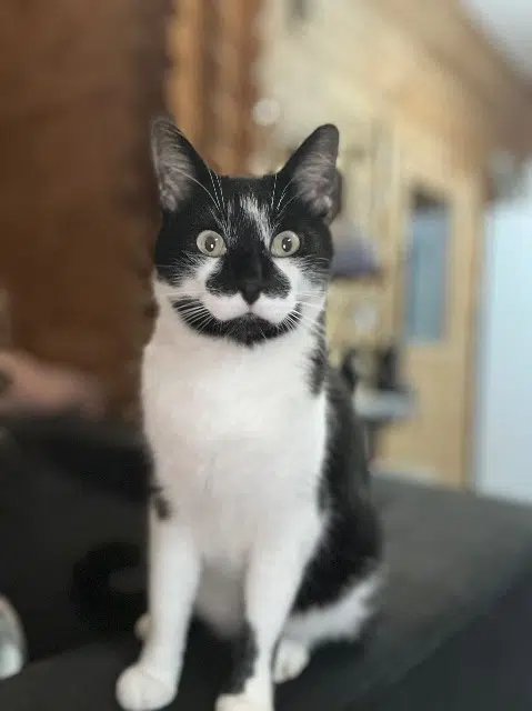 chat lost   30700 Arpaillargues-et-Aureilhac Neo