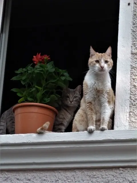 chat lost   30720 Ribaute-les-Tavernes Babou