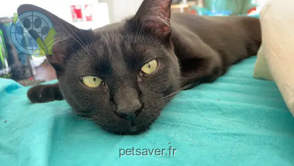 Chat Perdu 30 Gard - Baguera Chat Perdu 30 Gard - Baguera