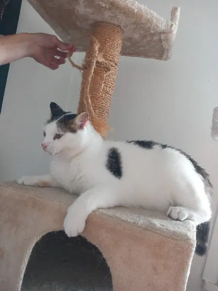 Chat Perdu 30 Gard - Bianco Chat Perdu 30 Gard - Bianco