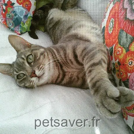 gato perdido 30100 Alès Bibiche gato lost 30100 Alès Bibiche