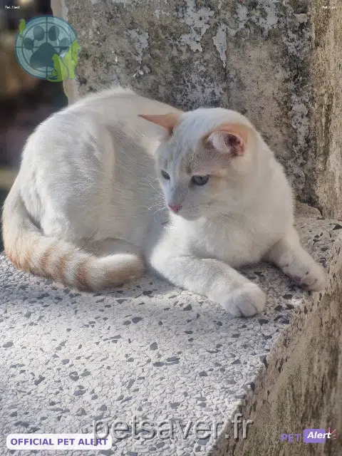 gato perdido 30200 Bagnols-sur-Cèze Bilou gato lost 30200 Bagnols-sur-Cèze Bilou