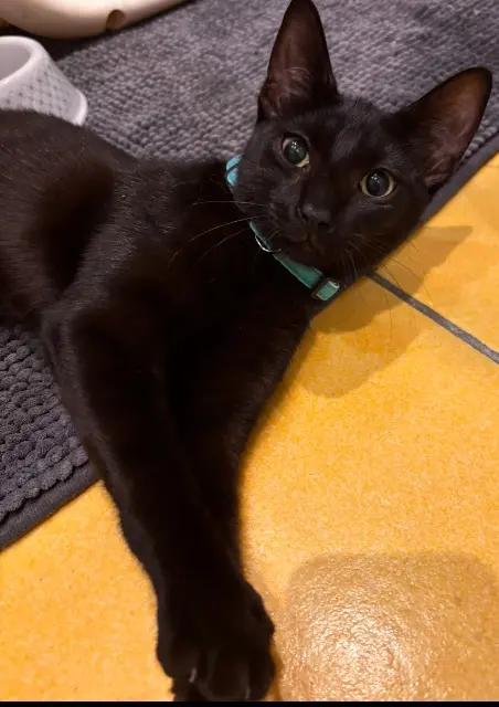 chat lost   30240 Le Grau-du-Roi Blaky