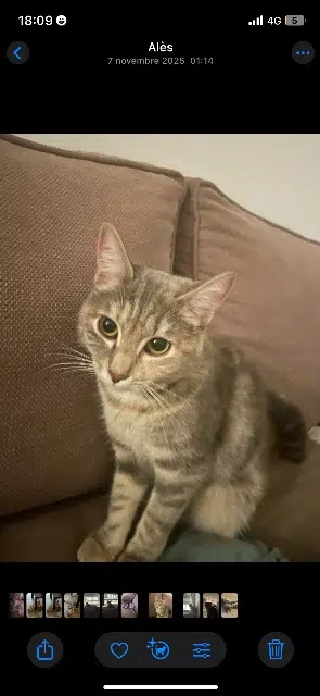 chat lost   30100 Alès Boubou