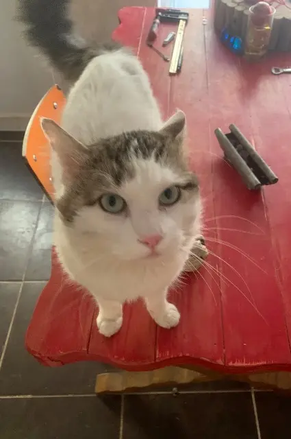 chat lost   30670 Aigues-Vives Bouboule