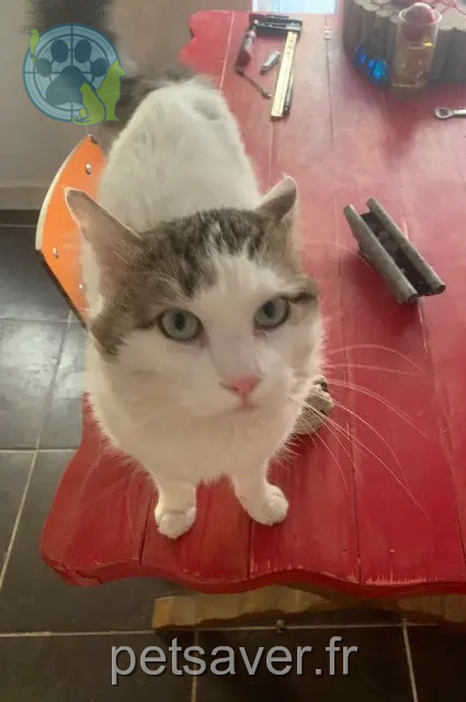 gato perdido 30670 Aigues-Vives Bouboule gato lost 30670 Aigues-Vives Bouboule