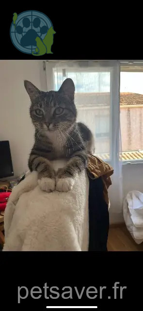 gato perdido 30300 Beaucaire Boyka gato lost 30300 Beaucaire Boyka