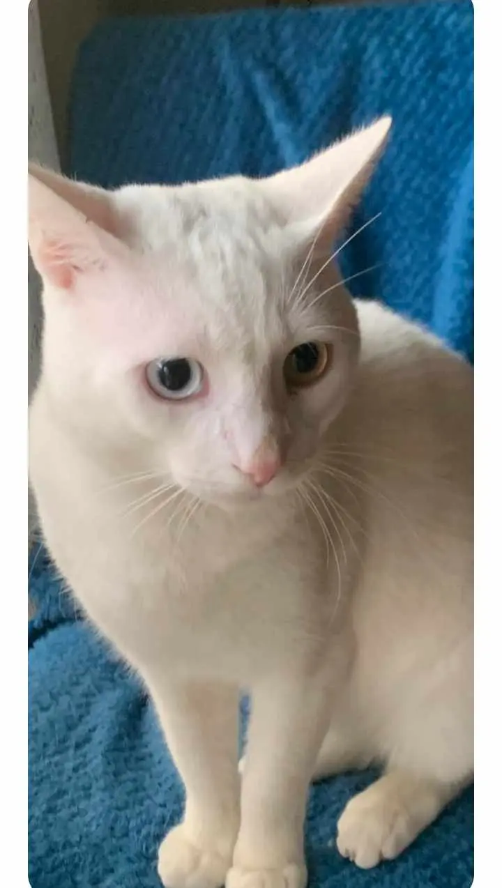 Chat Perdu 30 Gard Chat Perdu 30 Gard