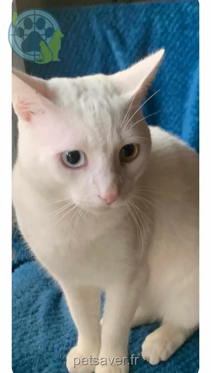 Chat Perdu 30 Gard Chat Perdu 30 Gard