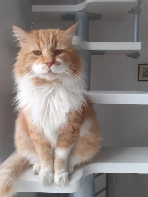 chat lost   30380 Saint-Christol-lez-Alès Calin