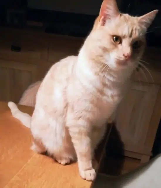 chat lost   30126 Saint-Laurent-des-Arbres Camel