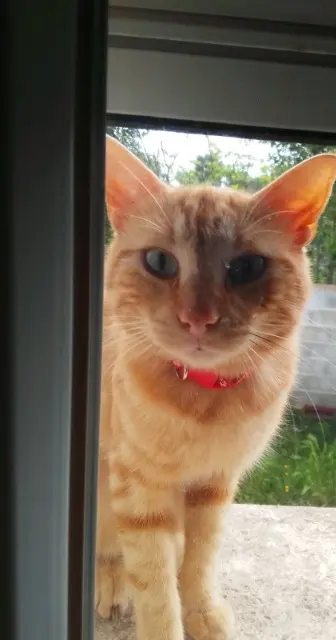 chat lost   30320 Marguerittes Cannelle